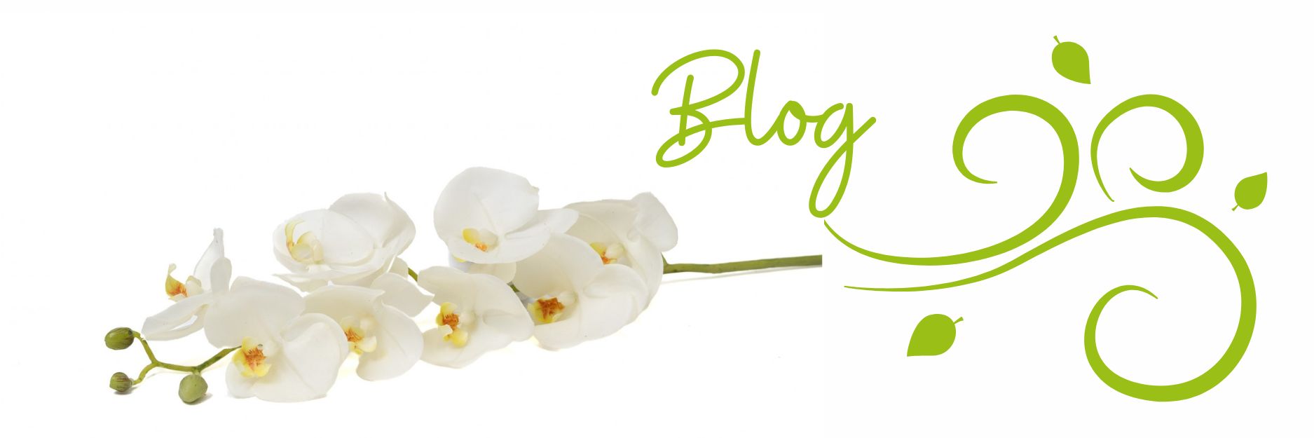 Focus sur le blog Phocealys